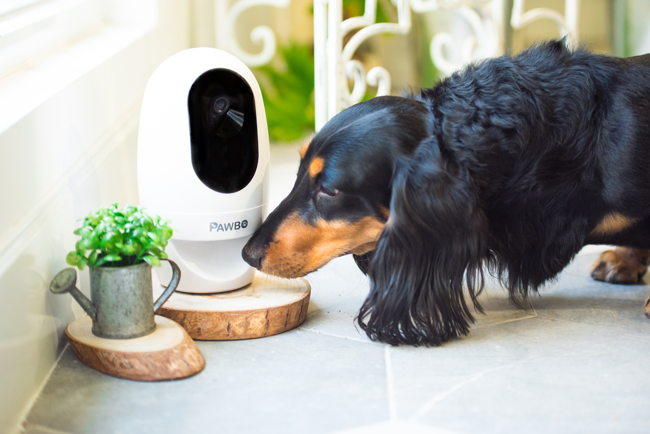 pawbo-wireless-interactive-pet-camera-and-treat-dispensersm