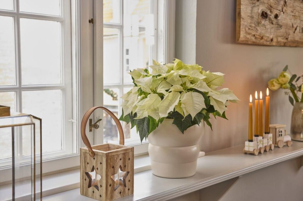 2025_Poinsettia_01000_Nordic_Winter_Charm_13
